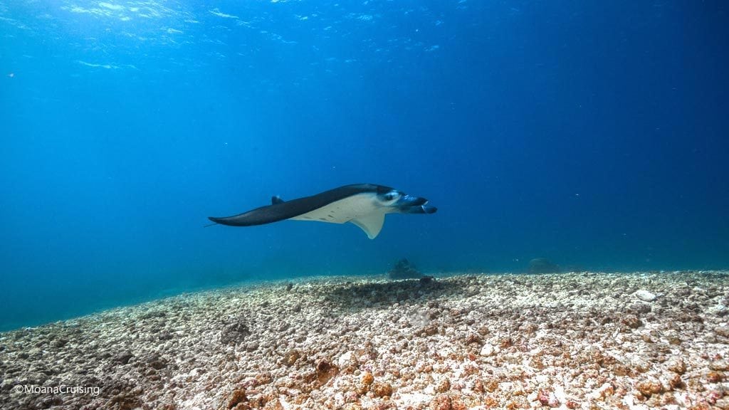 Manta ray at makassar reef diving komodo moana