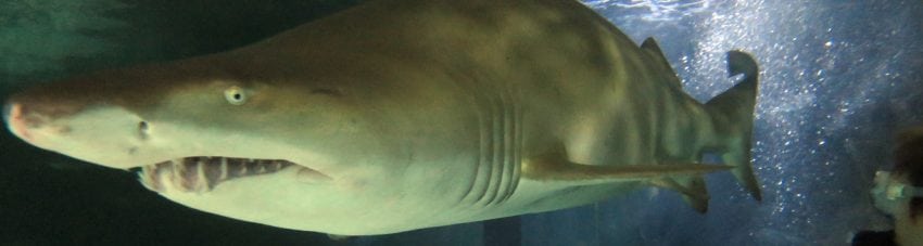 Manly Sea Life Sanctuary’s Shark Dive Xtreme