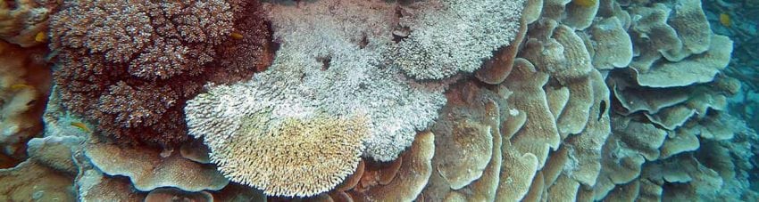 Biodiversity #7 – Coral