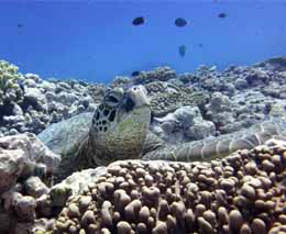 Chilled turtle at arutanga passage aitutaki diving cook islands feature