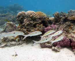 Goatfish but not on the sand at rarotonga lagoon diving cook islands feature