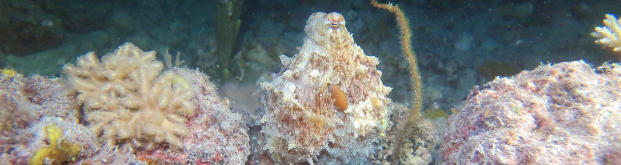 Gloomy octopus master of disgiuse at house reef diving mantaray island fiji