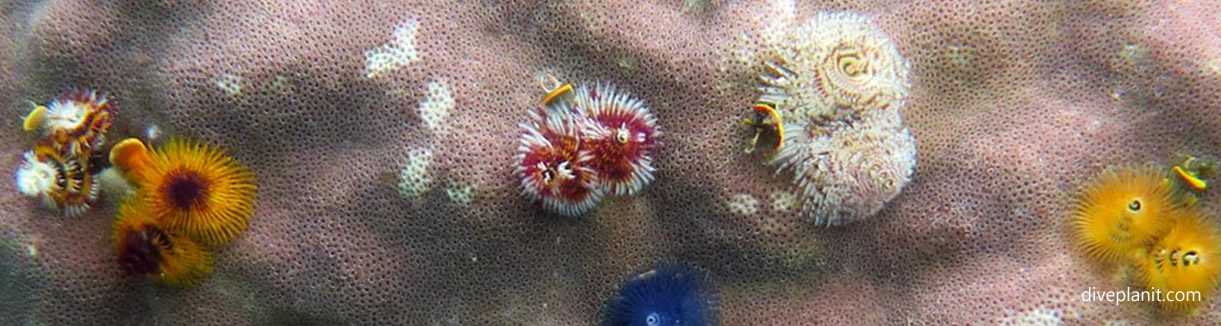 Christmas tree worms at house reef diving hideaway island resort biodiversity banner