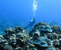 Diver over the coral at coral gardens diving cook islands feature