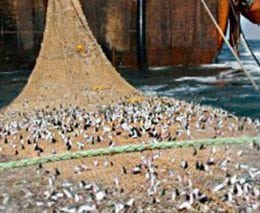 Ssw sustainable seafood super trawlers banner