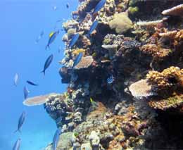 Lunar fusiliers ply up and down the reef at shark alley diving vomo island fiji feature