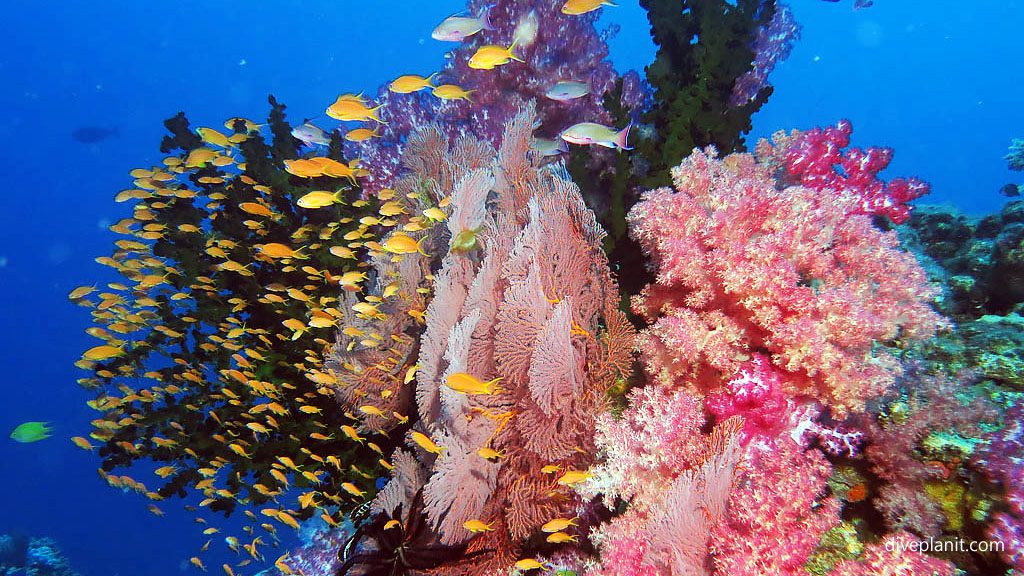 Dive Fiji with orange anthias against a background of hard green branching coral at Instant Replay by Diveplanit