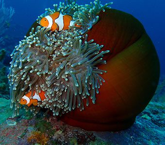 Dive Gizo anemone feature