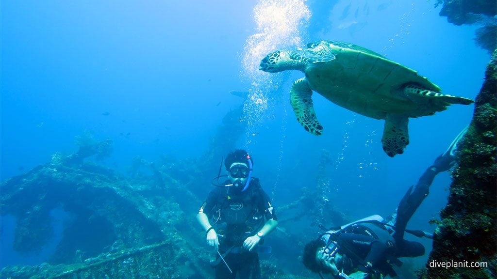 Turtle with divers on the wreck diving usat liberty at tulamben bali indonesia diveplanit