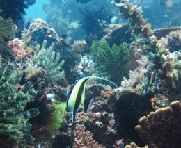 Peaceful reef scene diving machiko point near bangka island at thalassa dive resort north sulawesi indonesia diveplanit banner