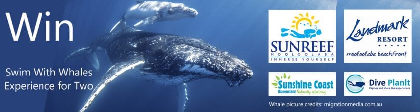 WIN! A Whale Swim Experience with Diveplanit and Ocean Film Festival
