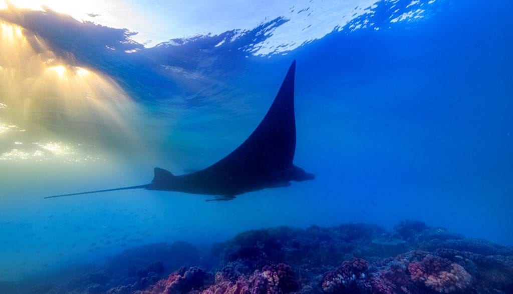 Barefoot manta resort, yasawa islands, fiji