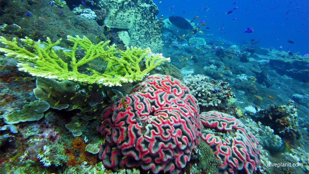 Branching and brain coral diving barracuda point at tawali png diveplanit