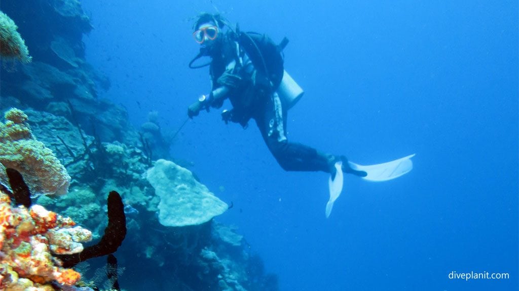 Coral and diver diving deacons reef at tawali png diveplanit