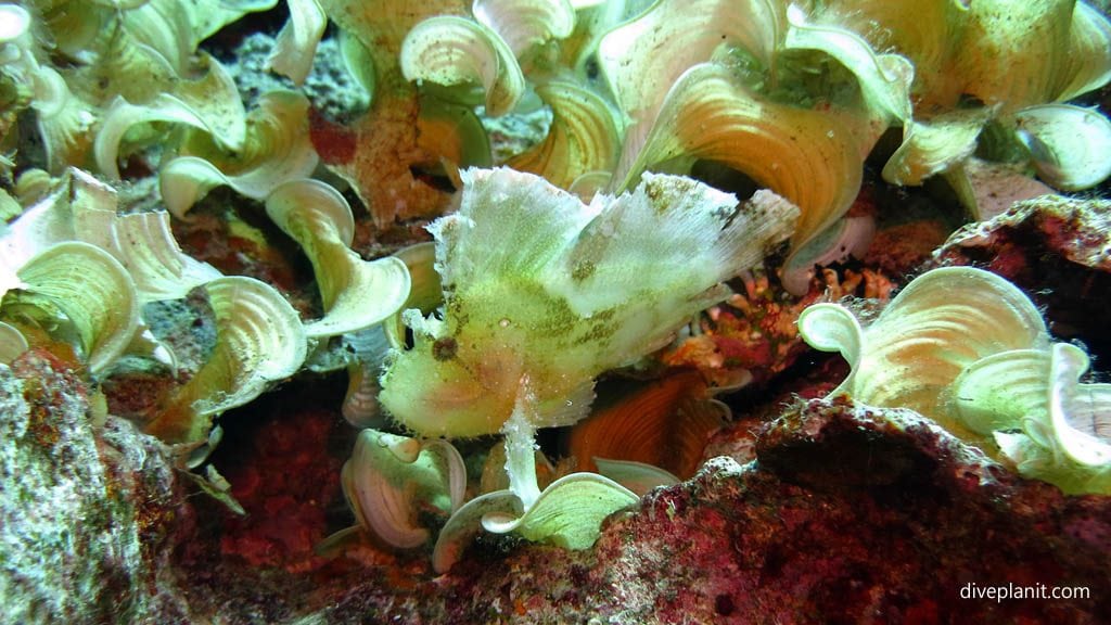 Leaf scorpionfish diving deacons reef at tawali png diveplanit