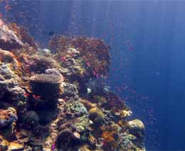 Wish you were here diving deacons reef at tawali png diveplanit feature