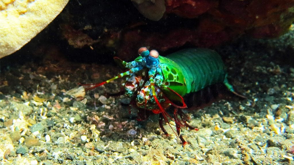 Mantis shrimp probably a peacock diving lawadi beach at tawali png diveplanit