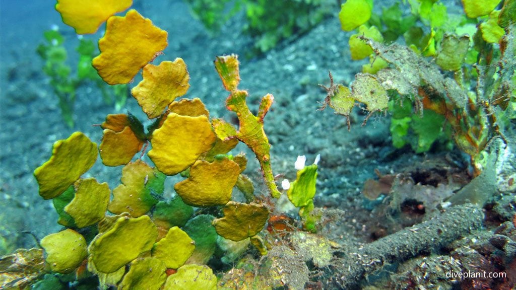 Pipefish hiding in a sea cactus diving lawadi beach at tawali png diveplanit