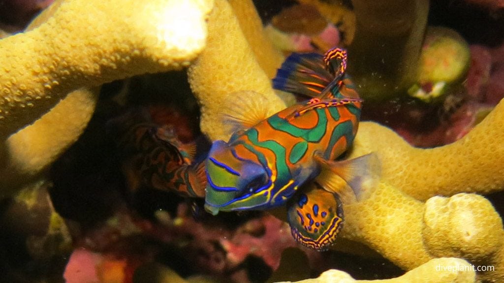 Mandarin fish diving tawali house reef at tawali png diveplanit