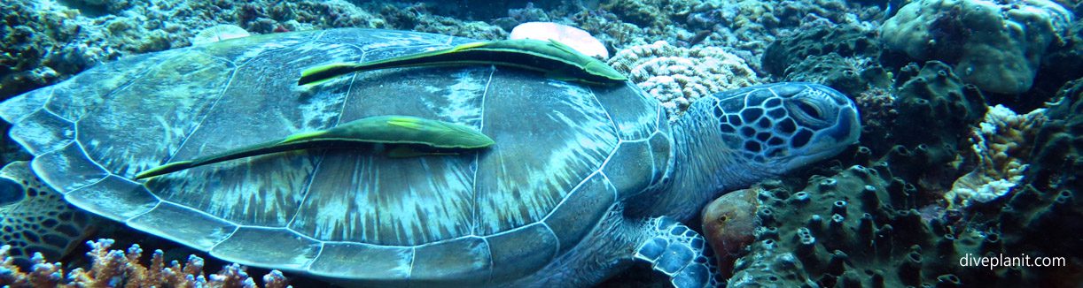Turtle with remora diving hans reef at gili islands lombok indonesia diveplanit blog banner