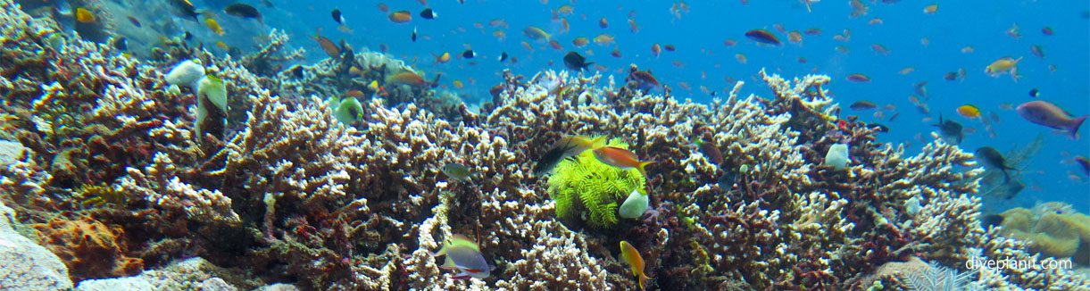 Reef scene with orange basslets diving gili selang at bali indonesia diveplanit banner