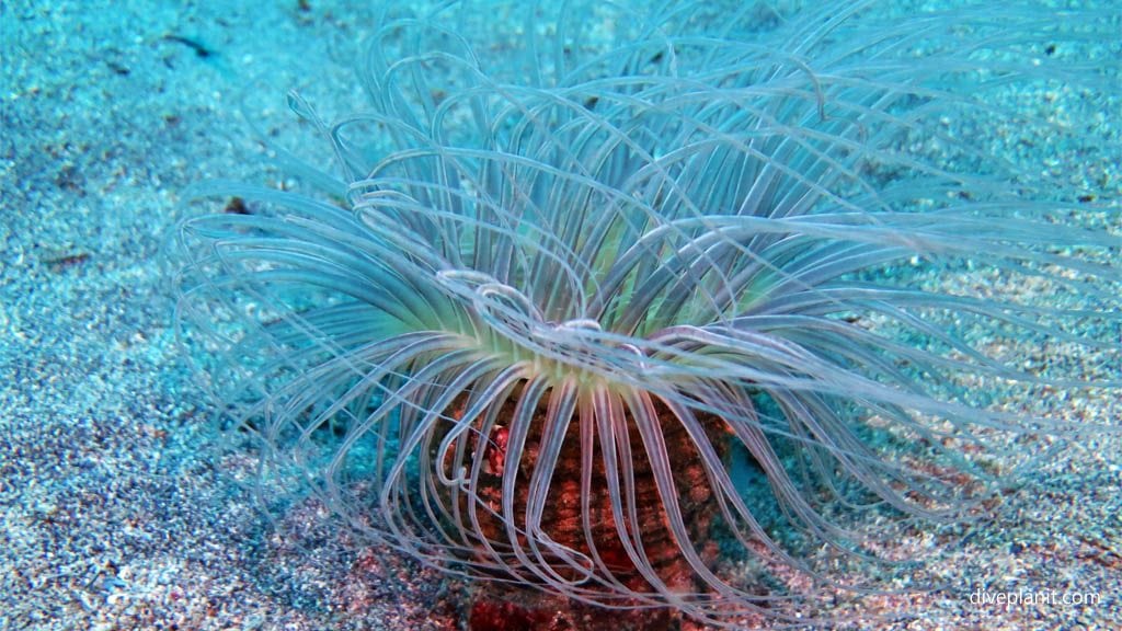 Tube anemone diving black rock near manado at thalassa dive resort north sulawesi indonesia diveplanit