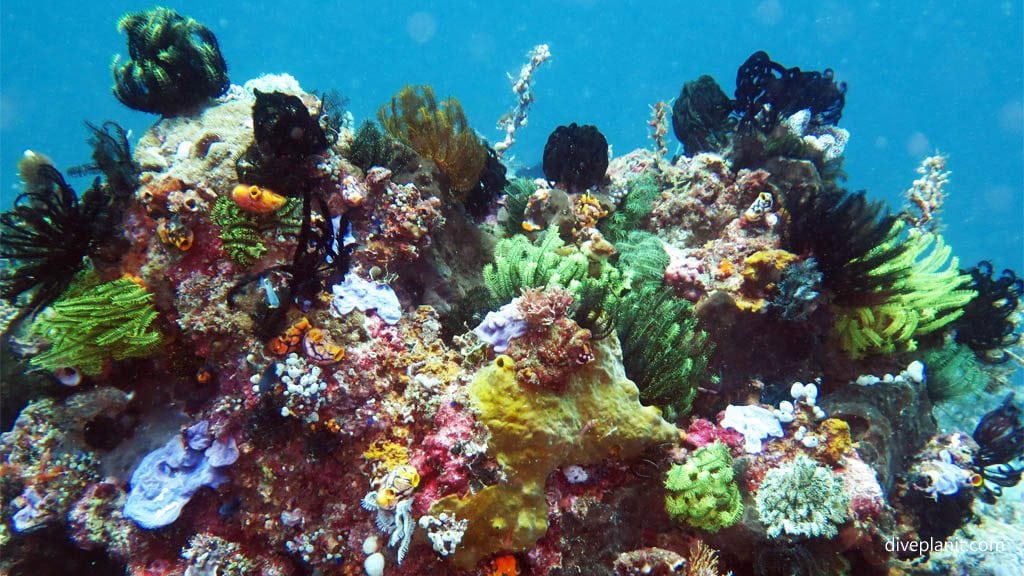 Massively colourful reef with sponges and featherstars diving machiko point near bangka island at thalassa dive resort north sulawesi indonesia diveplanit