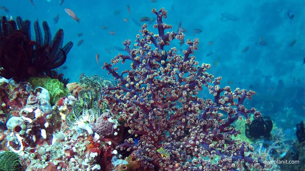 Blue soft corals diving machiko point near bangka island at thalassa dive resort north sulawesi indonesia diveplanit