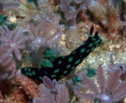Green dragongiraffe nudibranch diving ibus secret garden at thalassa dive resort north sulawesi indonesia diveplanit