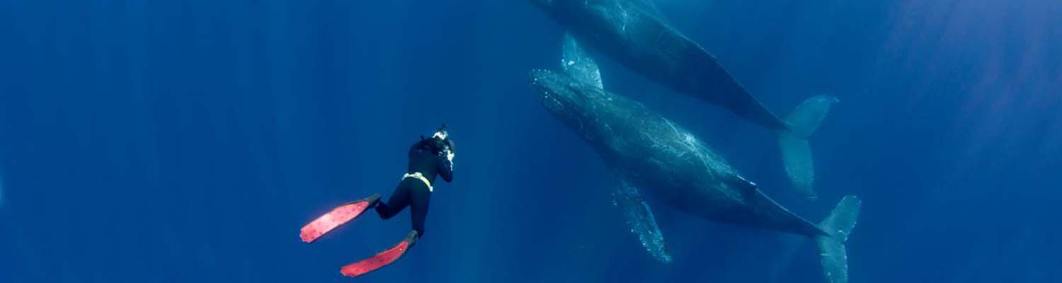 Whales with free diver banner