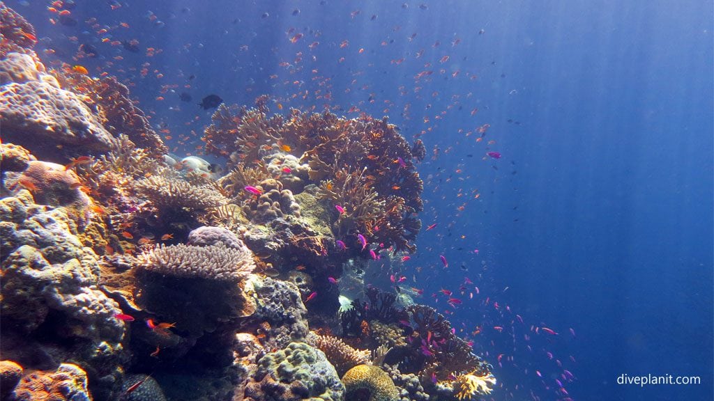 Scuba diving holidays with colourful reefs and easy diving tawali png diveplanit cornerstone
