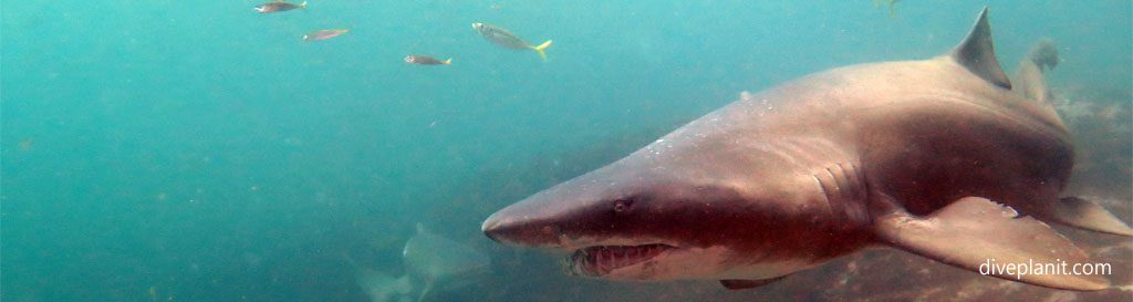 Grey nurse shark diving north rock broughton island diving nelson bay nsw australia diveplanit banner