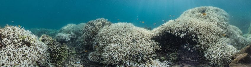 The coral bleaching wake-up call