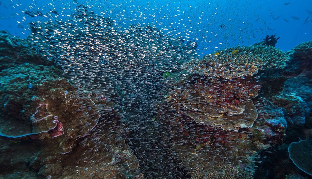 Diving Lady Elliot Island with the Lady Elliot Island Eco Resort