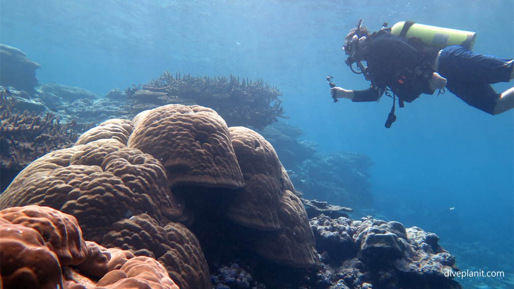 Porites with Jo for scale in the Marine Sanctuary at Fagatele Bay diving American Samoa by Diveplanit
