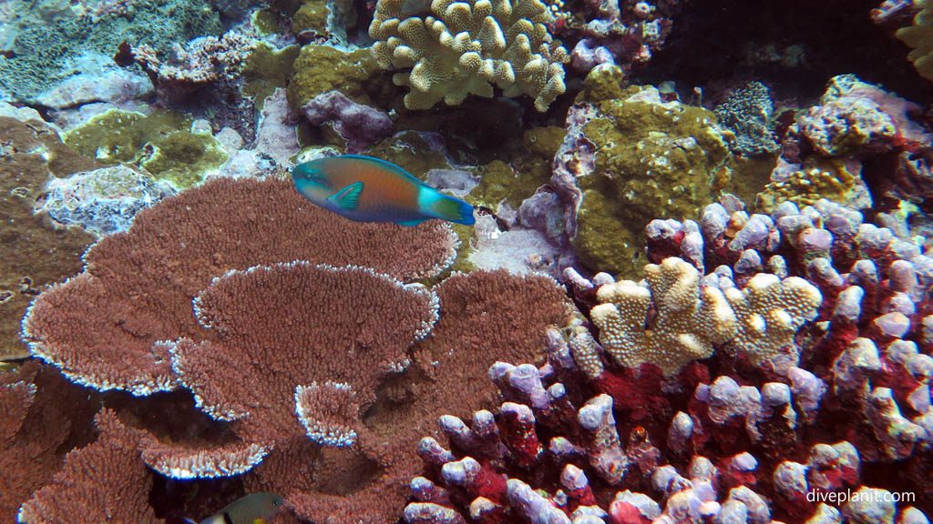 Parrotfish species unknown in the Marine Sanctuary at Fagatele Bay diving American Samoa by Diveplanit