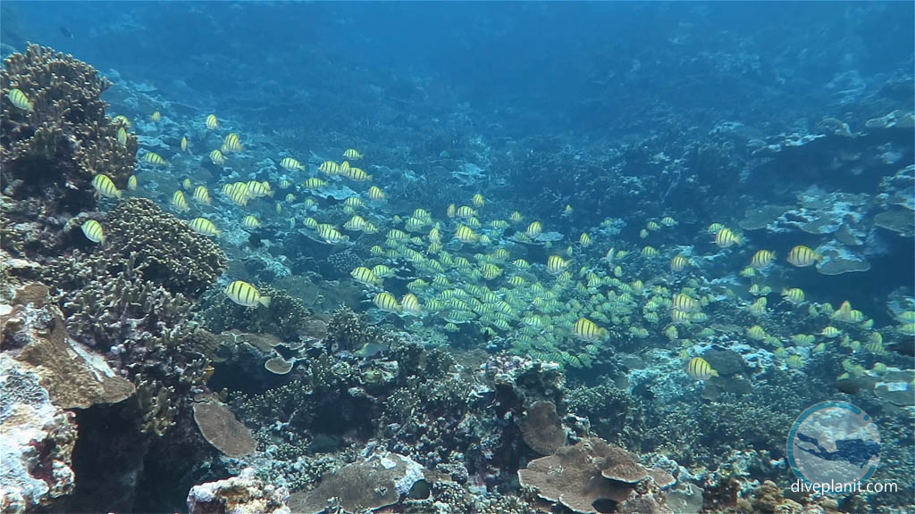 Swarm of Convict Surgeons in the Marine Sanctuary at Fagatele Bay diving American Samoa by Diveplanit