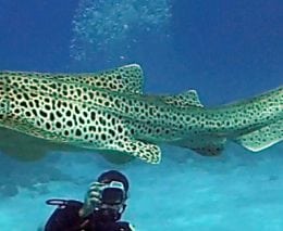 Aquarium leopard sharks born by parthenogenesis wild leopard shark at maori wrasse bommie lady elliot island banner