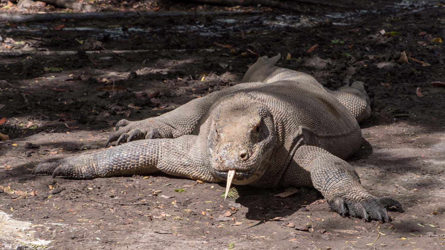 Dive komodo indonesia komodo dragon credit heather sutton