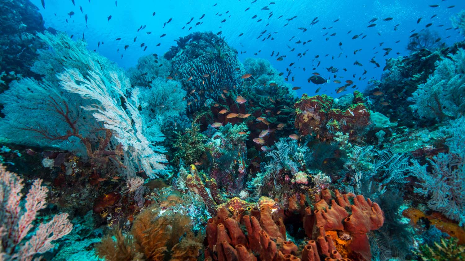 Dive Komodo Indonesia coral scene credit Heather Sutton 4323