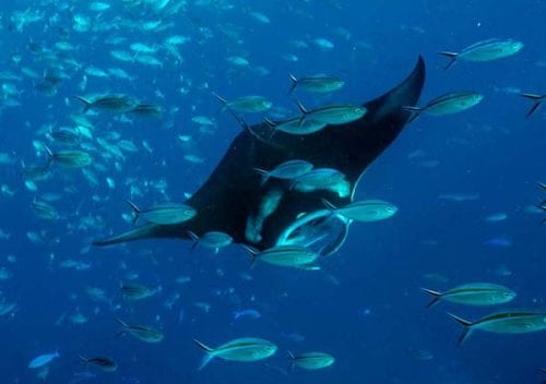 Dive komodo indonesia manta ray credit heather sutton mrec