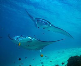 Manta,Ray,On,Cleaning,Station,In,Komodo,National,Park