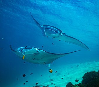 Manta,Ray,On,Cleaning,Station,In,Komodo,National,Park