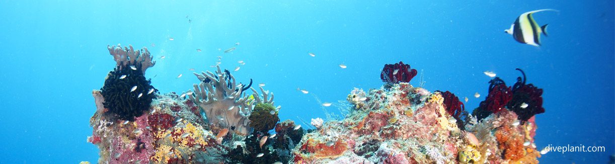 Raja ampat in the centre of the coral triangle biodiversity diveplanit blog banner