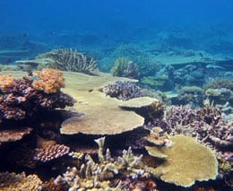 Coral scene no fish at rainbow reef diving taveuni fiji feature