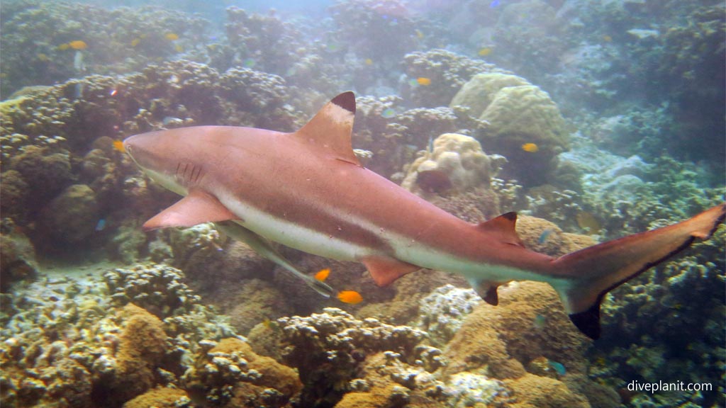 Black tipped reef shark comes in close at Uepi Island Resort in the Solomon Islands friendliest resort with some of the best dive sites for marine life