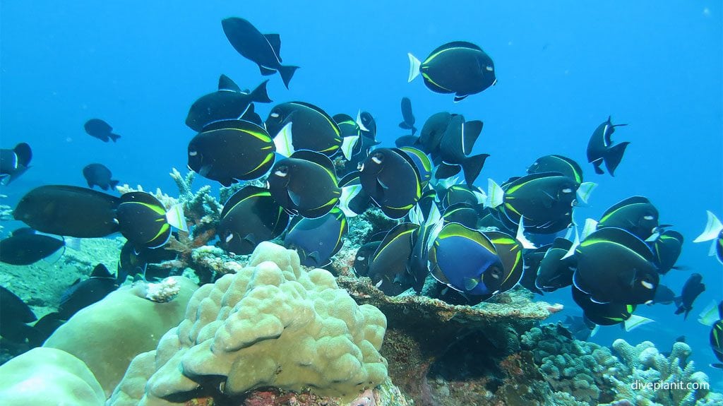 One of bupas picks of the best dive sites in australia is million dollar bommie at christmas island diveplanit blog