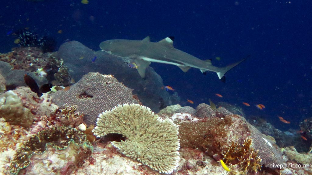 Black tip shark below at Uepi Island Resort in the Solomon Islands friendliest resort with some of the best dive sites for marine life