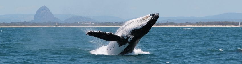 Swim With Whales This Year – The Best Season Ever Kicks Off