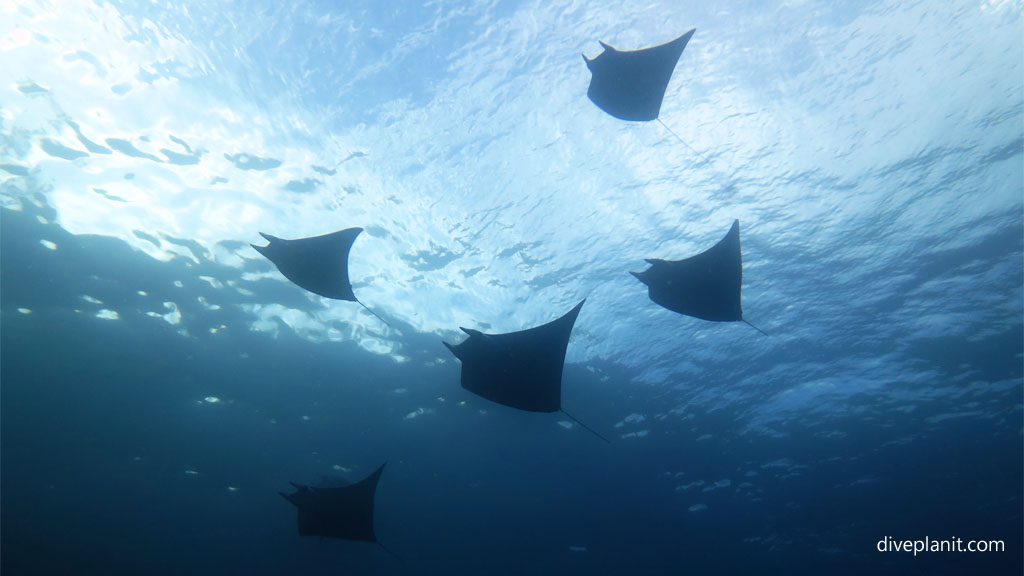 Fond memories of devil rays aboard MV Taka Solomon Islands Liveaboard Diveplanit Blog 0035